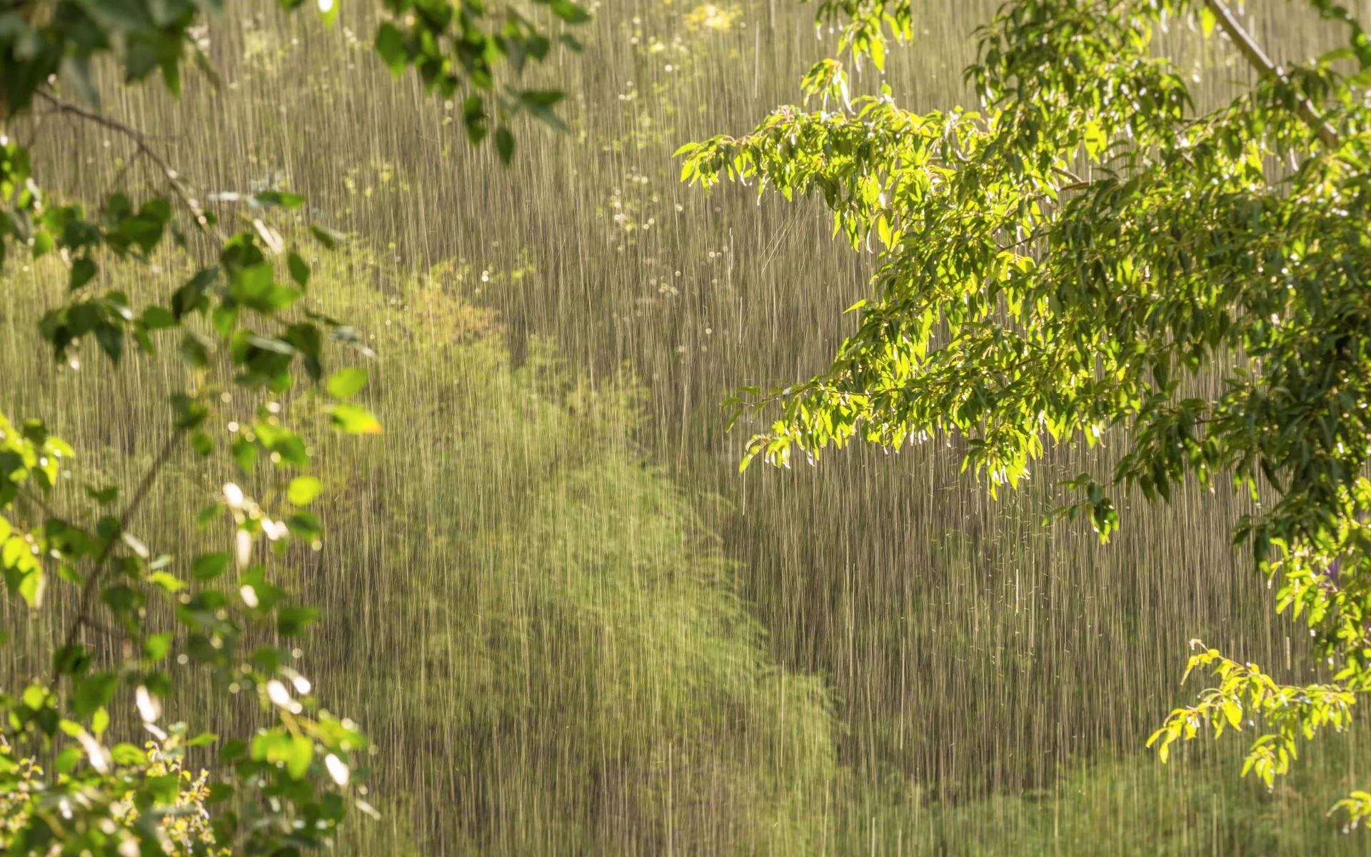 Rain Falls in Igatpuri
