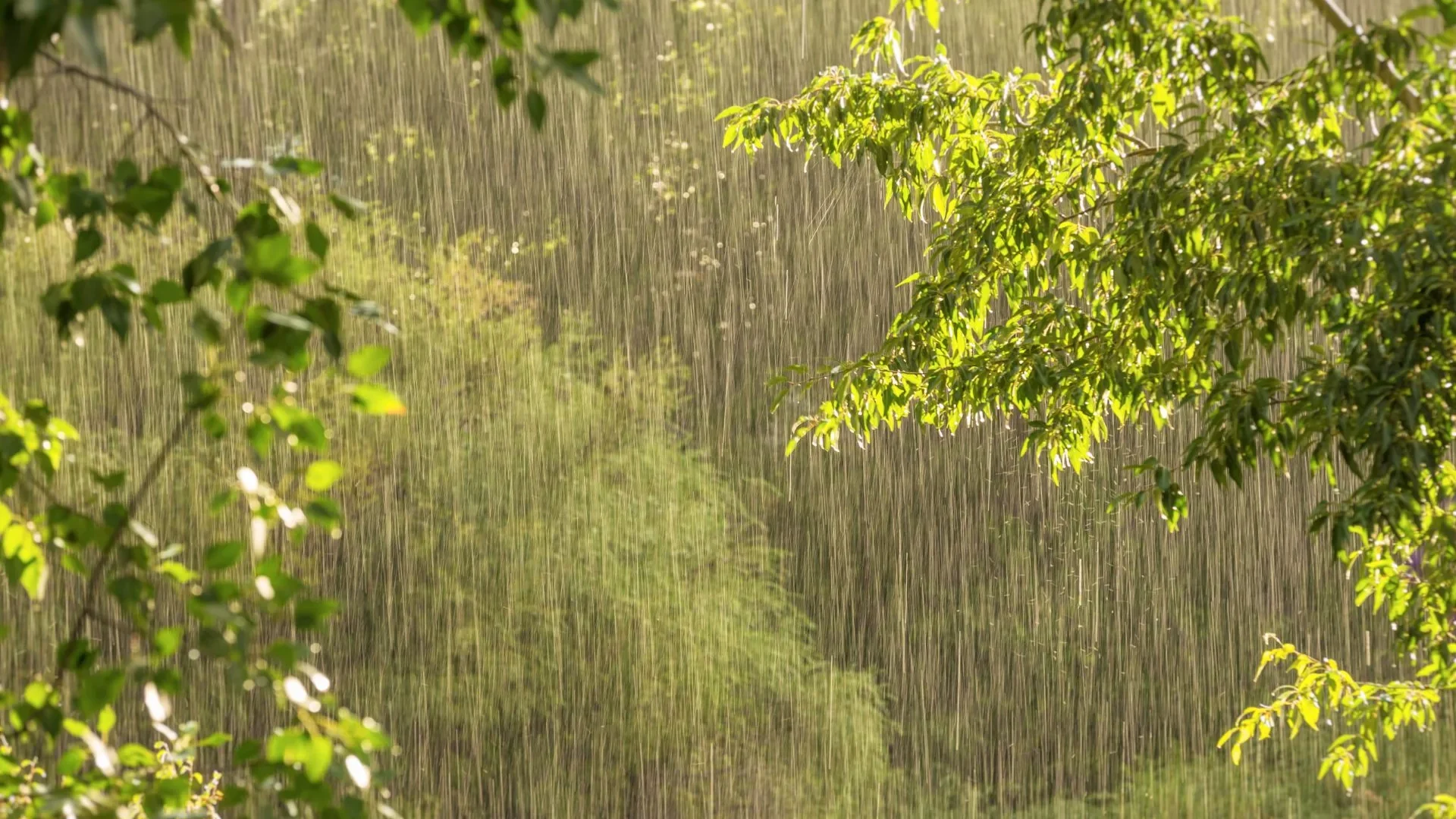 Igatpuri Monsoon: Waterfalls, Thrills & Adventure