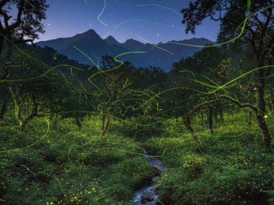 Travelers: See the Igatpuri Firefly Festival 2026 with a Pure Veg Stay