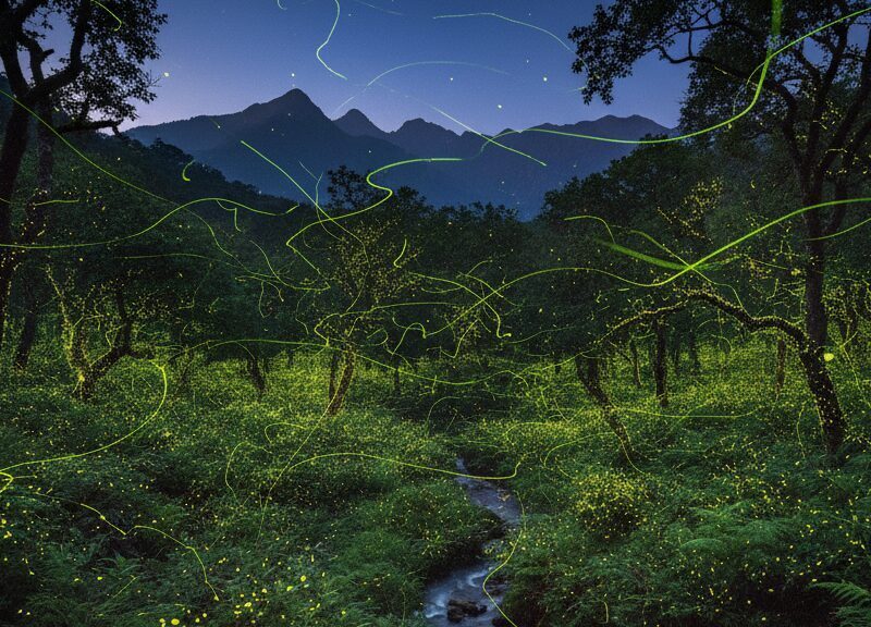 Travelers: See the Igatpuri Firefly Festival with a Pure Veg Stay