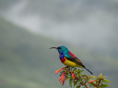Bird Watching in Igatpuri: A Beginner's Guide